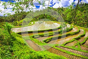 rice fields in Bali island