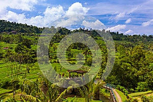 Rice fields - Bali island Indonesia