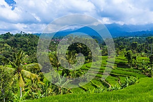 Rice fields - Bali island Indonesia