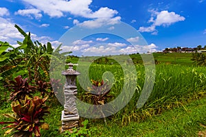 Rice fields - Bali island Indonesia