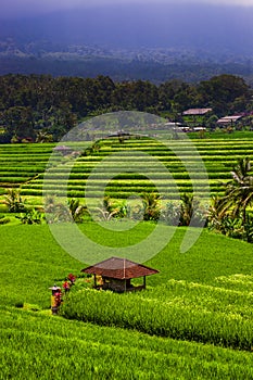 Rice fields - Bali island Indonesia