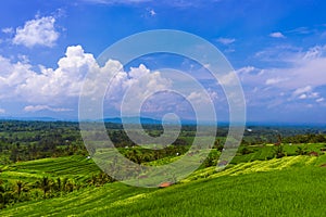 Rice fields - Bali island Indonesia