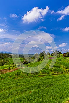 Rice fields - Bali island Indonesia