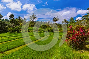 Rice fields - Bali island Indonesia