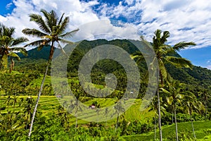 Rice fields - Bali island Indonesia