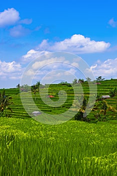 Rice fields - Bali island Indonesia