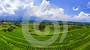 Rice fields - Bali island Indonesia