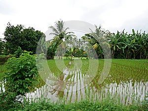 Rice fields in Bali, rice cultivation