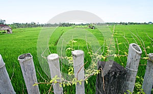 Rice fields, Bali scenic landscape, asia