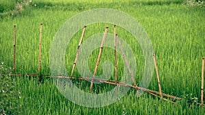 Rice fields with bamboo fence in Sa Pa valley