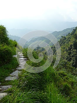 Rice fields and bamboos