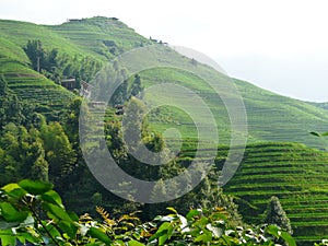 Rice fields and bamboos