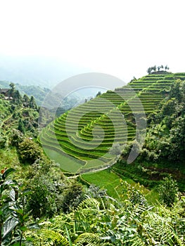 Rice fields and bamboos