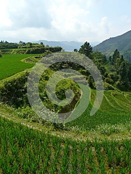 Rice fields and bamboos