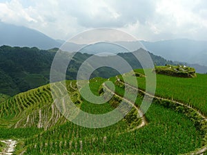 Rice fields and bamboos