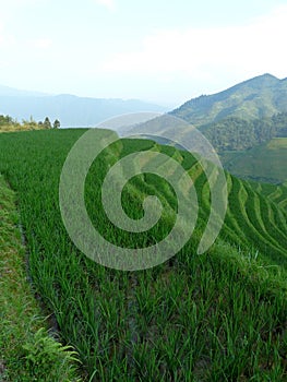 Rice fields and bamboos