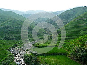 Rice fields and bamboos