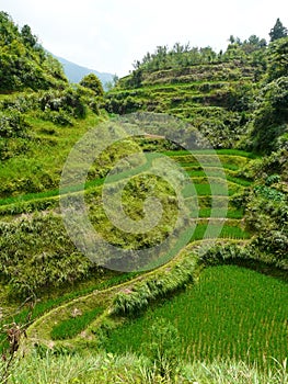 Rice fields and bamboos