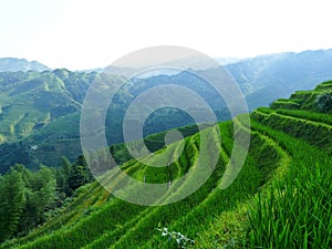 Rice fields and bamboos