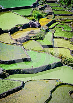 Rice fields in batad,philippines