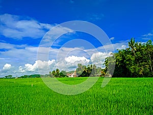 Rice fields with beautiful blue sky and clouds
