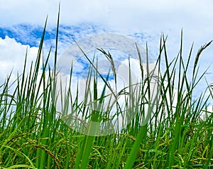 Rice fields and the beautiful blue sky .