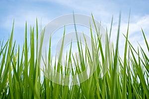 Rice fields in the beautiful blue sky