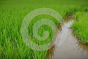 Rice fields, with beautiful green rice plants.