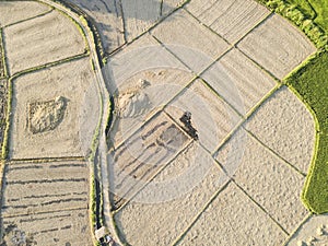 The rice fields are being harvested
