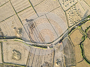 Rice fields are being harvested