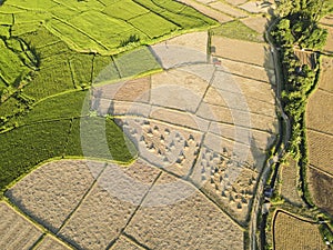 The rice fields are being harvested