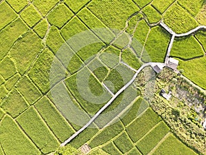 The rice fields are being harvested