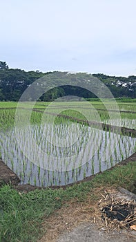 Rice Fields at Blitar City