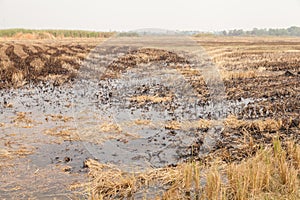 Rice fields burned after the harvest
