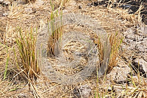 Rice fields burned after the harvest