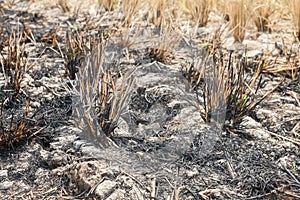 Rice fields burned after the harvest