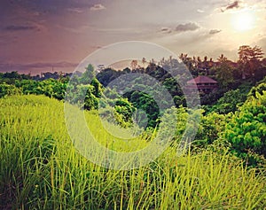 Rice fields in Campuhan Ridge Walk. #campuhan #ubud #bali #ricefields #ridgeback #indonesia Check out my photo on Dreamstime
https