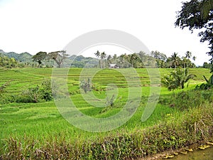Rice Fields in Candijay, Bohol