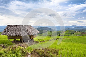 Rice fields in Chiang Mai Province, Thailand.