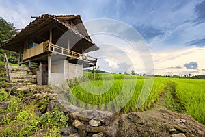 Rice fields in Chiang Mai Province, Thailand.