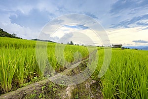 Rice fields in Chiang Mai Province, Thailand.