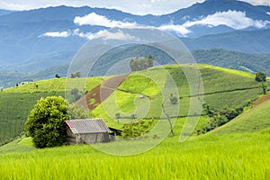 Rice fields in Chiang Mai Province, Thailand.