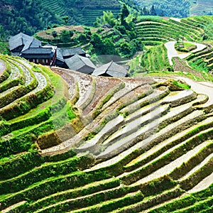 Rice fields in china - long-ji