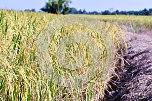 Rice fields color gold, landscape photo.