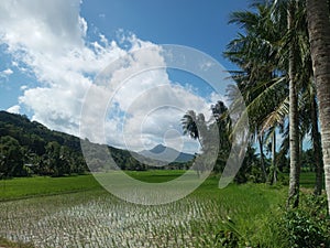 Rice fields combined with mountains village on Bawean Island photo