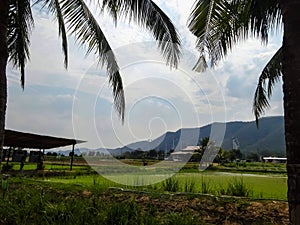 Rice fields in the countrside
