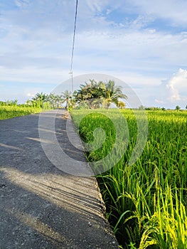 Rice Fields in The Countryside