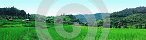 Rice fields, countryside in northern Thailand