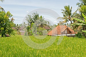 Rice fields in countryside, Ubud, Bali, Indonesia, green grass, cloudy sky