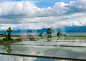 Rice fields covered with water and reflections of clouds.